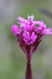 Image result for Haumaniastrum katangense