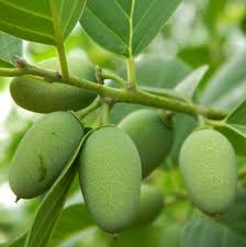 Image result for Berchemia discolor