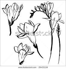 White Freesia Stock Vectors Vector Clip Art Flower Tattoo Drawings Art Vector Art