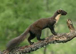 Pine Martin Martes Martes Weird Animals Rare Animals Animals Beautiful
