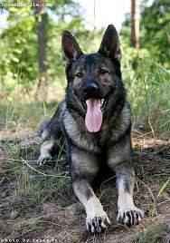 The search tool above returns a list of breeders located nearest to the zip or postal code you enter. Eastern European German Shepherd Breeders