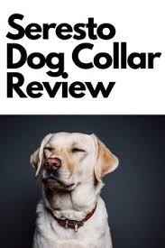 Comprehensive seresto flea collar review: Ipet Guides Dog Training Blog Ipetguides Profile Pinterest