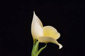 Image result for Disa equestris