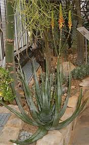 Image result for Aloe haroniensis