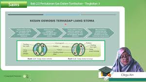 Pertukaran gas pada tumbuhan adalah suatu proses pemanfaatan gas yang ada di udara oleh tumbuhan untuk digunakan sebagai zat yang akan membantu metabolism di dalam tumbuhan. F3 Sains 02 05 Pertukaran Gas Dalam Tumbuhan Jom Tuisyen