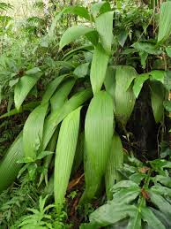 Image result for Molineria