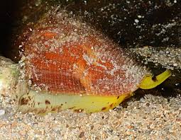 Conus Vituliconus Swainsoni Invertebrates Fish Food