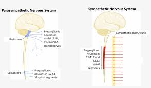 Check spelling or type a new query. Sympathetic Nervous System Transparent Png 1902x1032 Free Download On Nicepng