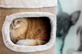 View our products below today to find out more! Luxury Cat Hotel In Parnell Central Bark