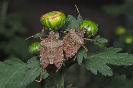 Stink bugs release a foul odor when they're disturbed or threatened. Stink Bug Archives Northwest Exterminating