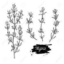 What is this message about? Thyme Vector Drawing Set Isolated Thyme Plant And Leaves Herbal Engraved Style Illustration Detailed Organic Product Sketch Cooking Spicy Ingredient Royalty Free Cliparts Vectors And Stock Illustration Image 60009185