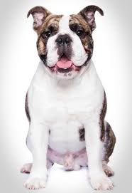 A particular characteristic of the breed was the lower jaw that projected considerably in front of the. Old English Bulldog Als Listenhund