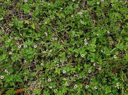 Image result for Phyla nodiflora