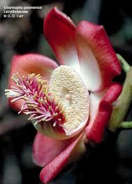 Image result for Lecythidaceae