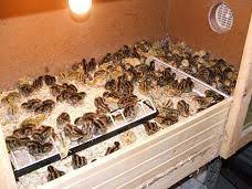 Caille Du Japon Annonces Autres Avec Toutypasse Com Caille Elevage Caille Poulailler