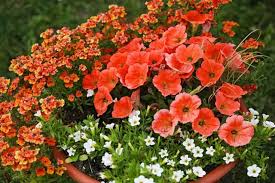 Image result for ostruhatka