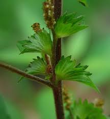 Image result for Acalypha pubiflora