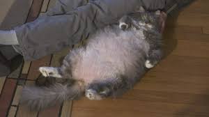 These adorable kittens are available for adoption in amarillo, texas. Fat Cat Looking For A Home Kamr Myhighplains Com