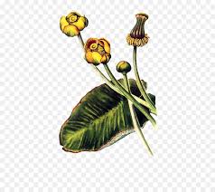 botanical prints png free botanical prints png transparent images 153737 pngio botanical prints png transparent
