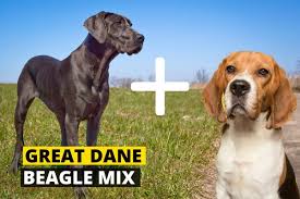 If you have a labradane puppy and the name is not yet decided then you should strike the link below and chose one good name for cute puppy of labradane. Beagle Great Dane Mix Health Skills Personality Beagle Care