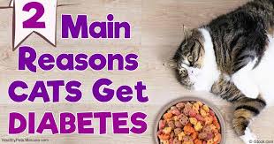 Cats are designed to consume foods that are high in protein, moderate in fat and very low in carbohydrates. Feline Diabetes Causes Treatment And Prevention