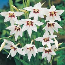 A good area to witness the spring bloom is the dry and dusty namaqualand region. Peacock Gladiolus Michigan Bulb Company