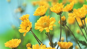 Make your own stationery with special flower pictures. Yellow Flower Wallpapers Group 86