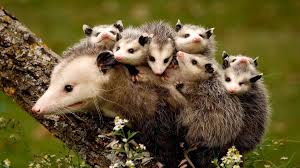 Crea buenos nombres para juegos, perfiles, marcas o redes sociales. Was Ist Ein Opossum Oder Eine Beutelratte Traum Urlaub Florida