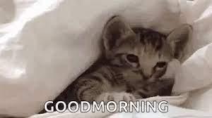 Good Morning Cute Gif Goodmorning Cute Cats Discover Share Gifs Sleepy Kitten Cute Cats Kittens Cutest