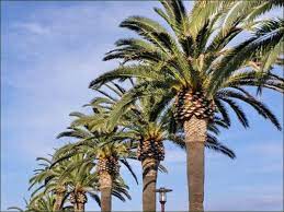 Canary Island Date Palms Imposing And Massive Canary Island Date Palm Palm Trees Landscaping Palm Tree Pictures