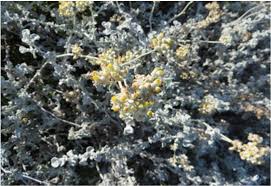 Image result for Helichrysum mechowianum