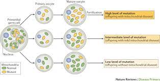 Mitochondrial Diseases Nature Reviews Disease Primers