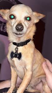 My little ray of sunshine. Peep, her favorite hedgehog that she had to take  outside with her. #Georgiajean