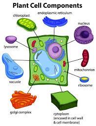 What is a plant cell membrane made up of. Plant Cell Components Plant Profiles Heirloom Gardener Plant Cell Plant Cell Project Plant Cell Project Models