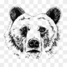 You can edit any of drawings via our online image editor before downloading. Grizzly Drawing Ink Realistic Bear Head Drawing Clipart 3205029 Pikpng
