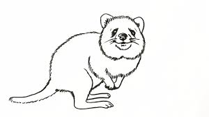 How To Draw A Quokka Easy Youtube The key to capturing a realistic cat is understanding that beneath all that fluffy fur is a solid structure. how to draw a quokka easy