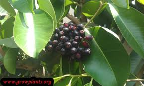 Image result for Syzygium cumini