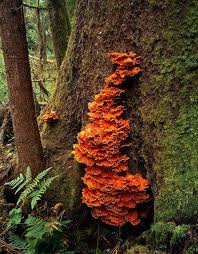 Orange Things Orange Fungus Orange Orange Chicken Of The Woods Stuffed Mushrooms Fungi