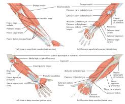 The muscles in the posterior compartment of the forearm are commonly known as the extensor muscles. Muscles Of The Lower Arm And Hand Human Anatomy And Physiology Lab Bsb 141