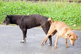 To get two dogs unattached, . Why Dogs Get Stuck During Mating And Why You Should Not Hit Them During This Process The Zambian Observer