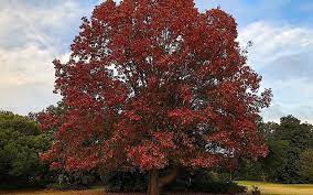 Maybe you would like to learn more about one of these? Oak Issues In Southeastern North Carolina Morning Ag Clips