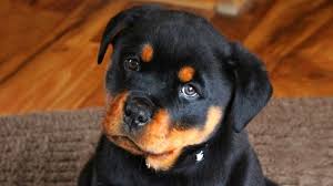 You could find rottweiler puppies under this price range here: Cute Rottweiler Puppies Compilation Youtube
