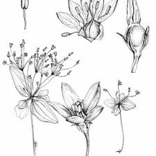 Image result for Exacum oldenlandioides