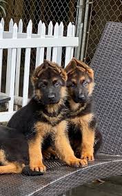 Von Calvo German Shepherds German Shepherd German Shepherd Breeders German Shepherd Puppies