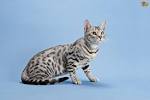 Bengal Cat Colors and Patterns Visual Guide