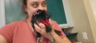 Advice for overweight meat chicken cross?