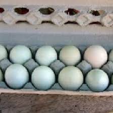 Check spelling or type a new query. Araucana S Blue Eggs Download Scientific Diagram