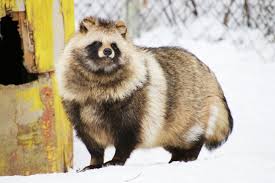 Pin On Raccoon Dog Reference