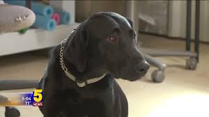 One of the major benefits of the limited liability company is the tax flexibility it provides. Service Dog Rules And Regulations 5newsonline Com