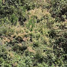 Image result for Rumex sagittatus
